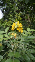 Beautiful yellow flowers of Senna hirsuta also known as Woolly or Hairy senna along with green leaves background.