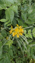 Beautiful yellow flowers of Senna hirsuta also known as Woolly or Hairy senna along with green leaves background.