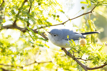 Blue-grey gnatcatcher (Polioptila caerulea), a tiny bird, perched on a twig in the morning light in Sarasota, Florida