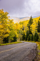 Obraz premium Fall Colors in the Santa Fe National Forest