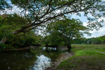 Fototapeta na wymiar Campo e rio na floresta Amazônica. 