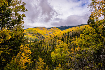 Obraz premium Aspen Trees in the Fall in the Santa Fe National Forest
