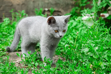 Naklejka na ściany i meble little Cute grey fluffy kitten outdoors. kitten first steps...