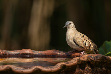 The Picazuro Pigeon also know as Asa Branca perched on a drink foutain. Species Patagioenas picazuro. Birdwatching. Bird lover. Birding.