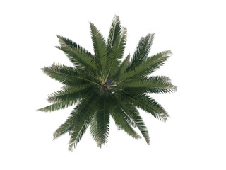 Palm Tree top view png alpha channel