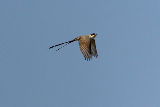 The lightness of flight of the Southern Fork-tailed Flycatcher also knows the scissors. Species Tyrannus savannah. Birdwatching. Bird lover. birding.