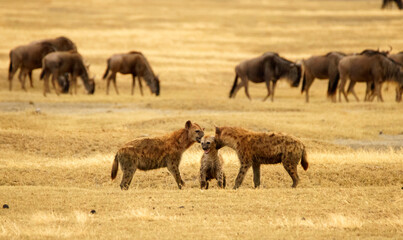 Hyenas playing in Ngorongoro with wildebeest in the back