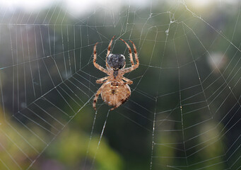 A spider with its prey