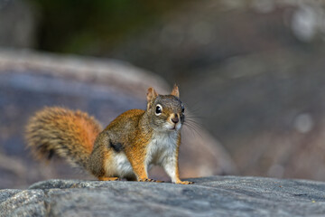 Eastern gray squirrel (Sciurus carolinensis) on a rock a Canadian Park.