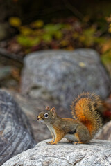 Naklejka na ściany i meble Eastern gray squirrel (Sciurus carolinensis) on a rock a Canadian Park.