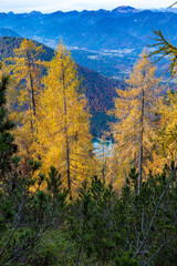 Foliage in the woods of Julian Alps