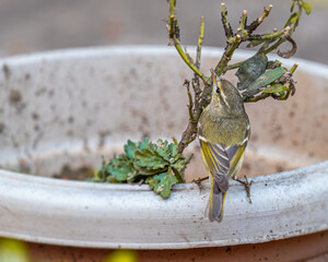 A Leaf Warbler sitting on a flower pot