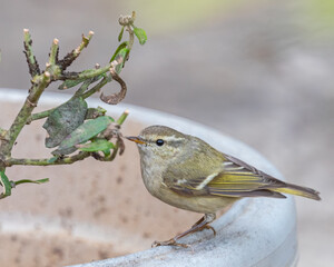 A Leaf Warbler looking into the camera