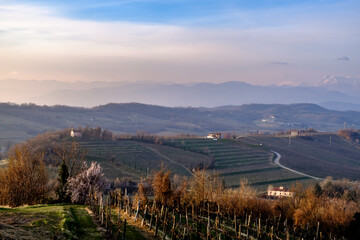 Spring sunset in the vineyards of Collio Friulano