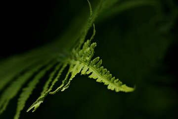 Nahaufnahme von Farnblättern