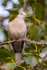 A Collar Dove Sitting on a tree