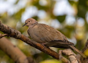 A Collar Dove looking back from a tree
