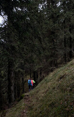 Bergwanderer mit bunten Jacken und Rucksäcken auf einem schmalen Pfad am Rand eines Nadelwaldes, Hochries, Alpen, Chiemgau, Bayern, Deutschland