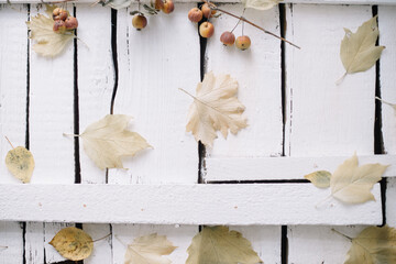 Autumn yellow leaves on white old wooden background