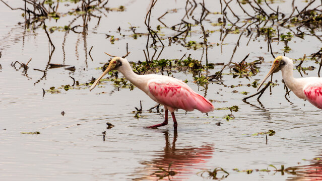 Pantanal