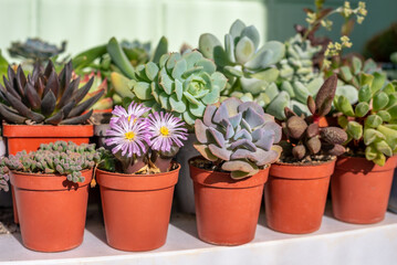 Fototapeta na wymiar Different types of succulents in red pots on a white shelf. Ophthalmophyllum friedrichiae succulent in bloom. Collection of succulents
