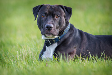 black pitbull terrier on the meadow