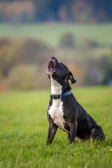 black pitbull terrier angry - 540315991