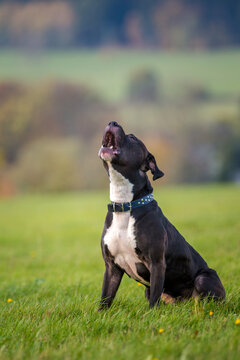 black pitbull terrier angry