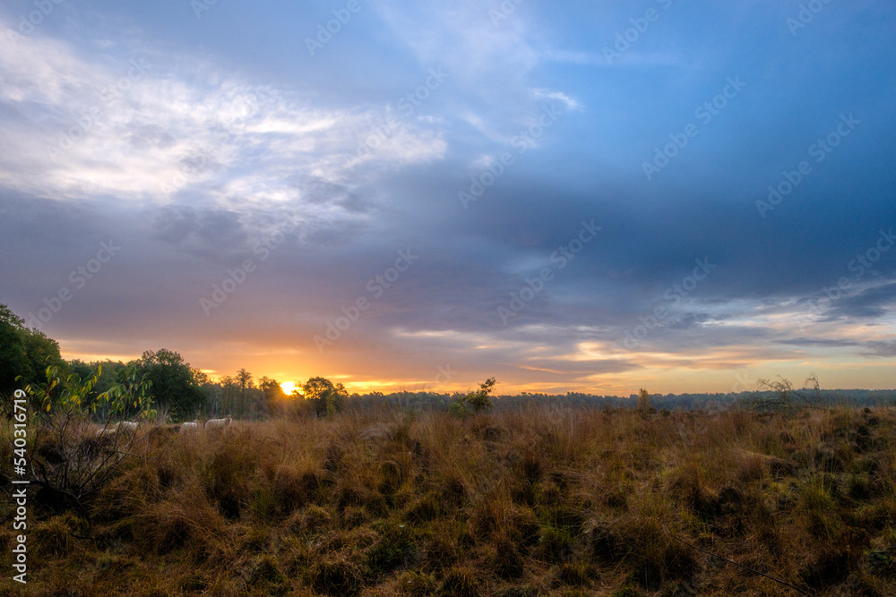 Canvas Prints Nature reserve Holtingerveld, Drenthe province, The Netherlands Natuurgebied Holtingerveld