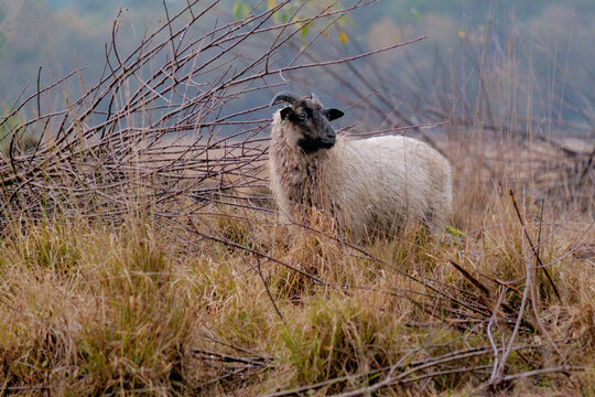 Veeteelt Bilder Durchsuchen 188 Archivfotos, und