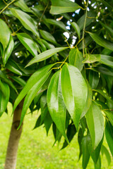 Close up of the leaves of a Cinnamon tree (Cinnamomum cassia aka Chinese cassia or Chinese cinnamon) - Tres Coroas, Brazil