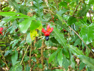 Obraz na płótnie Canvas Ochna serrulata (Mickey Mouse plant) red fruit and black seed - Tres Coroas, Brazil