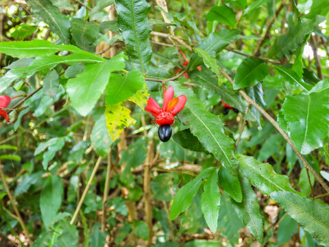 Ochna serrulata (Mickey Mouse plant) red fruit and black seed - Tres Coroas, Brazil