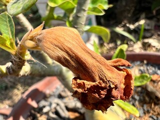 close up of a bunch of flowers