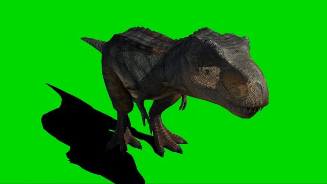 Tyrannosaurus rex Roaring on Green Screen