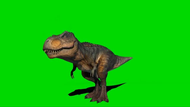 Tyrannosaurus T-Rex Run Green Screen 3D , Stock Video