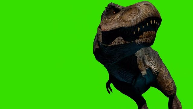 Tyrannosaurus rex Walking on Green Screen