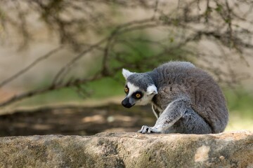 ring lemur catta