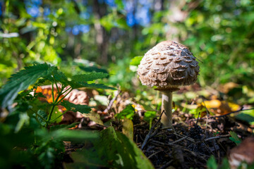 Biały grzyb, czubaszka czerwieniejąca (Chlorophyllum rhacodes) wśród zielonych traw, zbliżenie makro. © Aneta