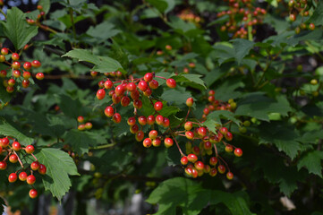 Guelder rose (Cramp bark) berries ripening