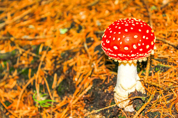 Beautiful red poisonous toadstool mushrooms mushroom in the forest Germany.