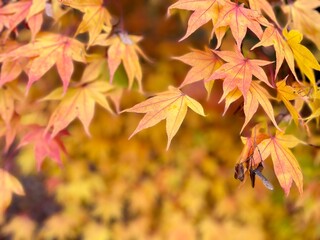 autumn leaves background