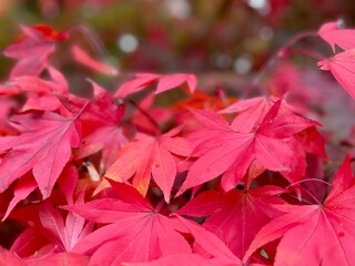 red maple leaves