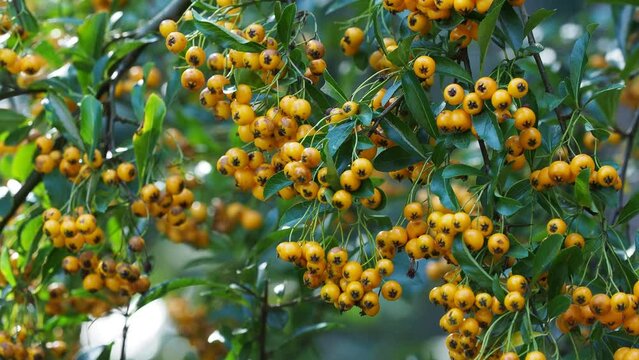 Pyracantha coccinea from the family Rosaceae, also known as firethorn