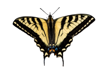 Western Tiger Swallowtail Photo, on a Transparent PNG Background