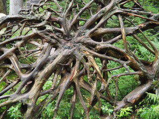 uprooted tree roots