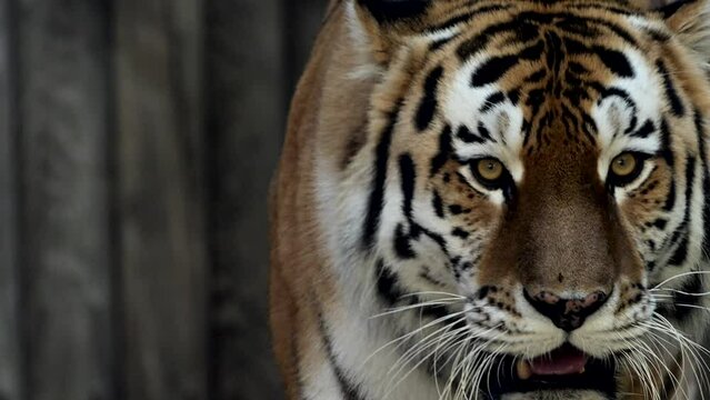 4k120 fps super slow motion video of big male Siberian tiger, panthera tigris altaica walking in forest, hunting in national park in morning sun rays, filmed on Nikon z9 high quality 8k camera
