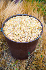 Barley grains. Background. Meal. Harvest. Summer.