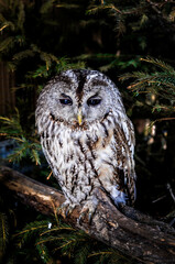 owl sleep mood 