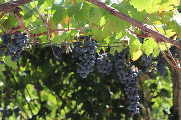 Fototapeta winogrona wiszące na krzaku obraz